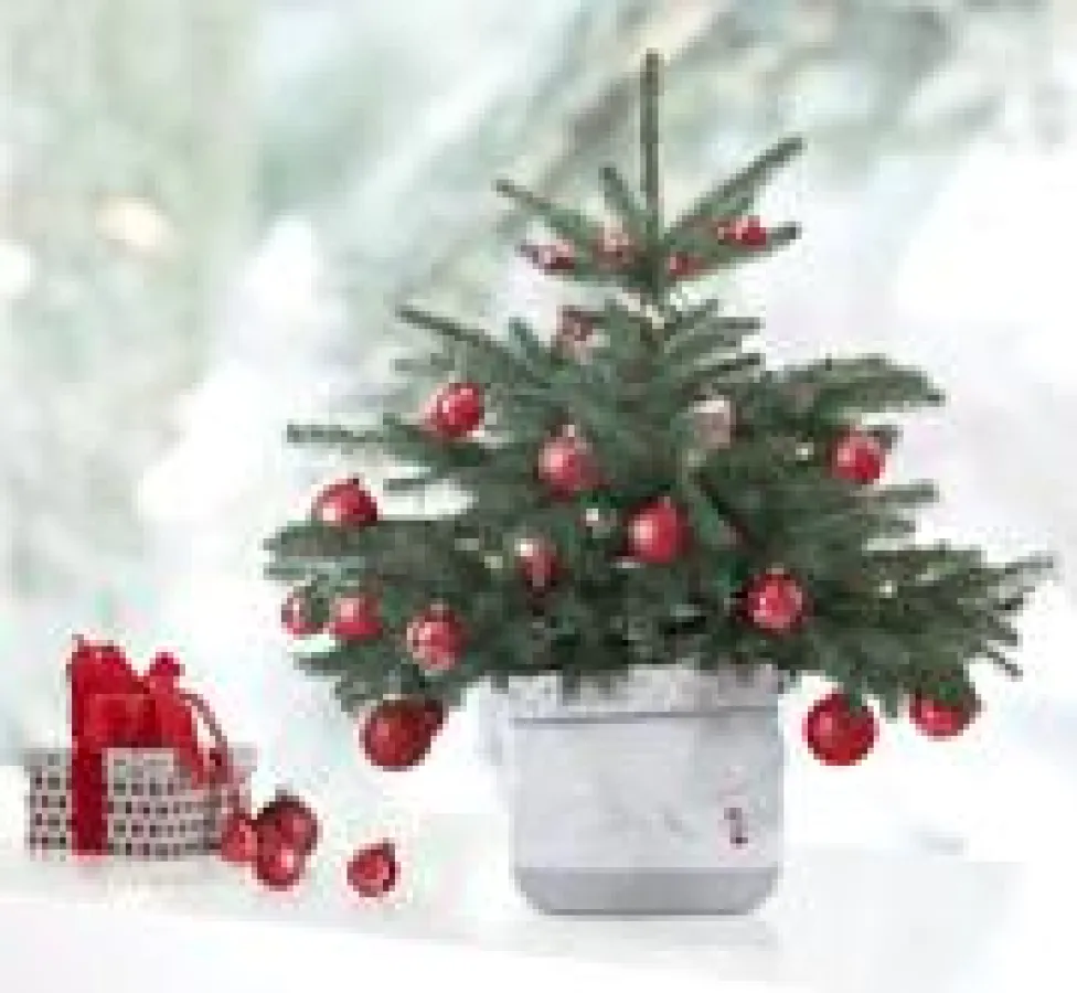 In Soft Bag macht jeder Weihnachtsbaum eine gute Figur