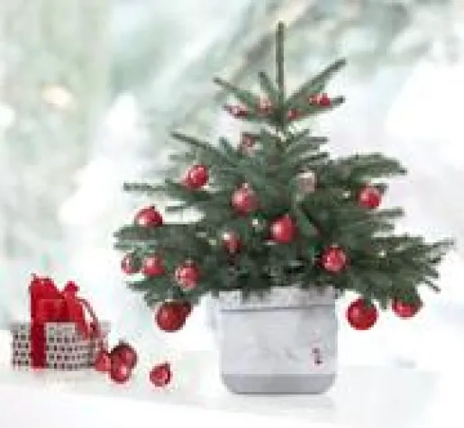 Bild: Oh Tannenbaum … Dekorationsideen für die Weihnachtszeit