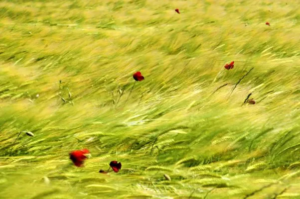 Bild: Auf Motivsuche in Südfrankreich und Fotofreude zum Valentinstag