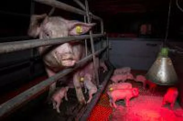 Getreten, misshandelt, totgeschlagen: Aktuelle Videoaufnahmen aus dem Schweinehochhaus Bild: Getreten, misshandelt, totgeschlagen: Aktuelle Videoaufnahmen aus dem Schweinehochhaus