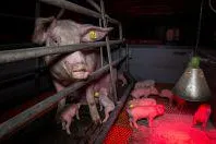 Bild: Getreten, misshandelt, totgeschlagen: Aktuelle Videoaufnahmen aus dem Schweinehochhaus