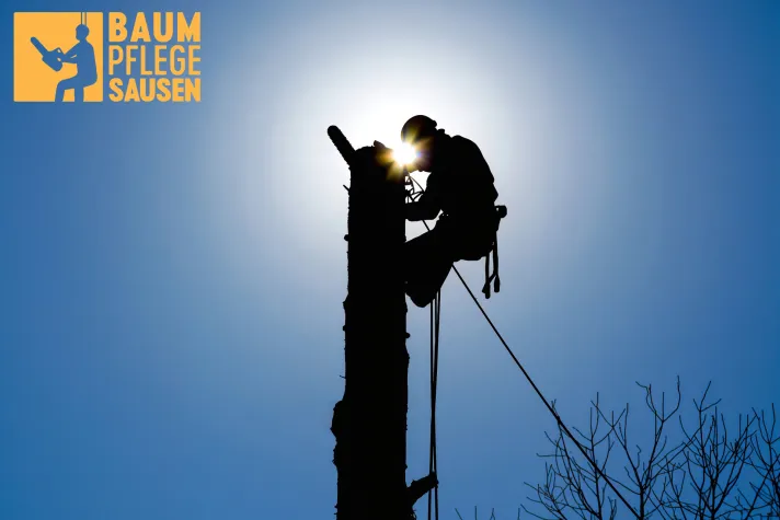 Bild: Sichere Umsetzung einer seilgestützten Baumfällung durch die Baumpflege Sausen in Hamburg