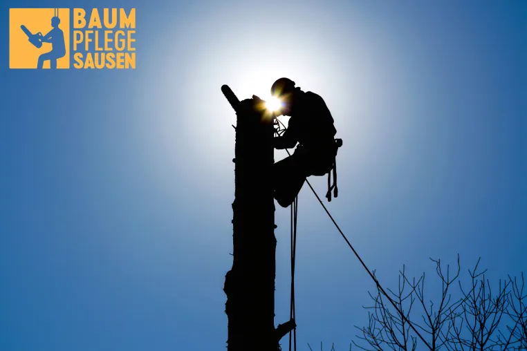 Bild: Sichere Umsetzung einer seilgestützten Baumfällung durch die Baumpflege Sausen in Hamburg