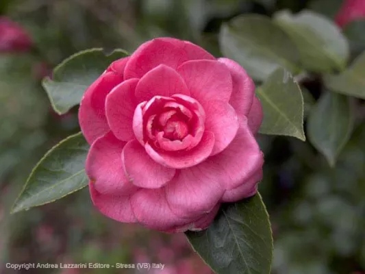 LAGO MAGGIORE - 42. Kamelien-Ausstellung Bild: LAGO MAGGIORE - 42. Kamelien-Ausstellung