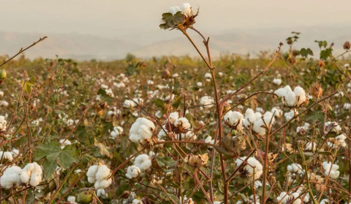 Cotonea Baumwollfeld