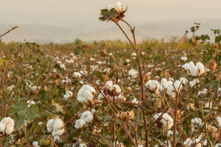 Vom Besten das Feinste: Cotonea ordert Bio-Supima-Baumwolle in Arizona Bild: Vom Besten das Feinste: Cotonea ordert Bio-Supima-Baumwolle in Arizona