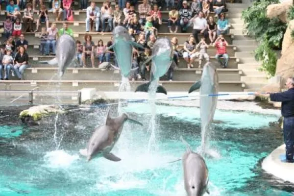 Bild: Delfinschützer suchen vermisste Vergnügungspark-Delfine