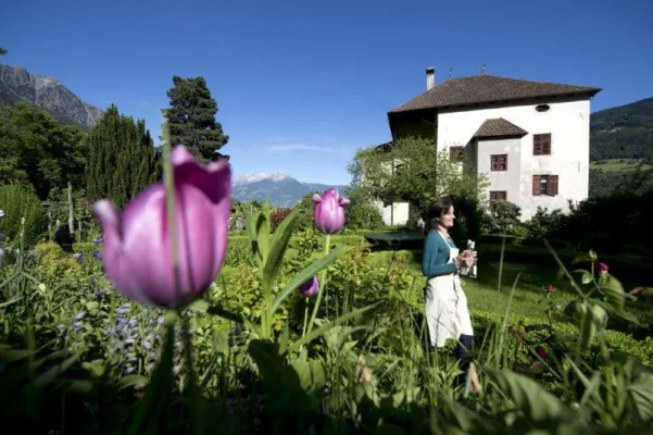 Bild: Apfelbäume – Apfelträume