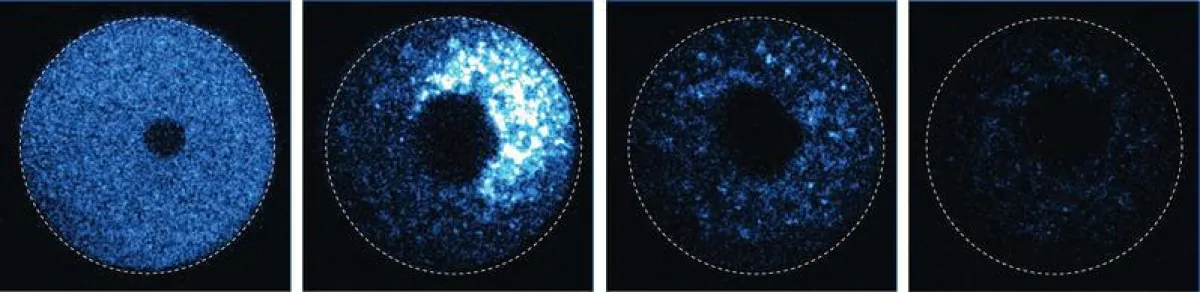 Trim-Away zerstört ein fluoreszierendes Protein in einer Eizelle direkt und schnell. Von links: Zelle vor dem Einschleusen von Antikörpern gegen das Protein sowie 10, 30 und 60 Minuten danach.  (Dean 