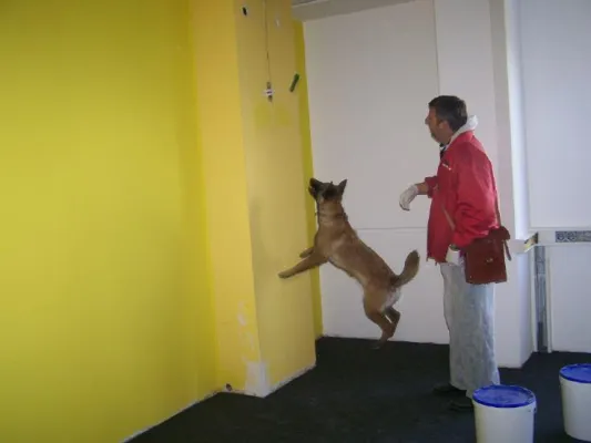 Bild: Schimmelspürhunde, die cleveren Helfer in allen Bauwerken