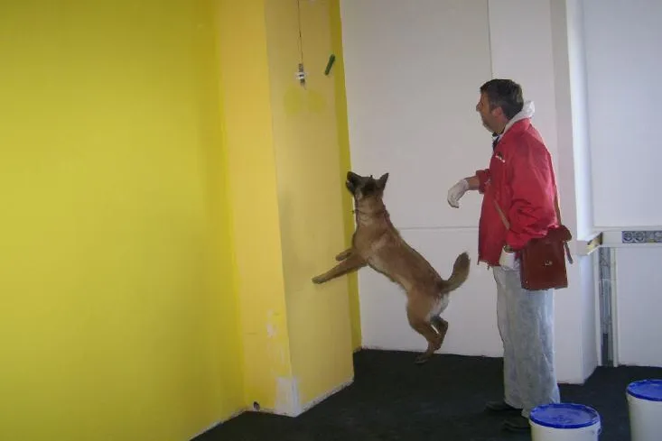 Bild: Schimmelspürhunde, die cleveren Helfer in allen Bauwerken