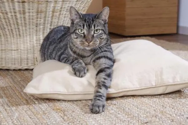 Bild: Alles für die Katz - Weltkatzentag am 08. August ehrt die Samtpfoten