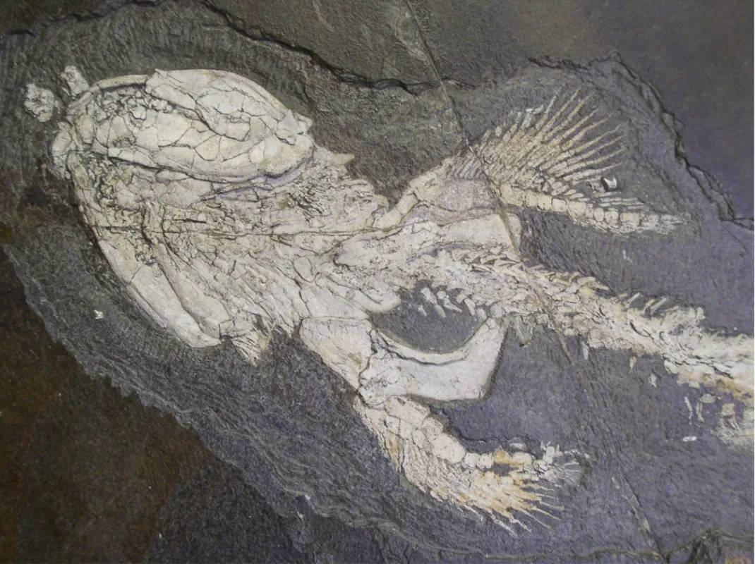Süßwasserhai Orthacanthus senckenbergianus im Paläontologischen Museum Nierstein