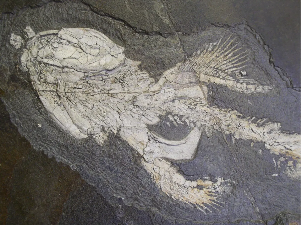 Süßwasserhai Orthacanthus senckenbergianus im Paläontologischen Museum Nierstein