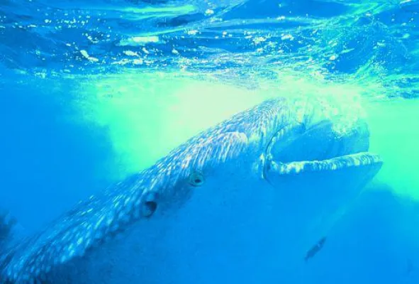 Bild: Tauchparadies Zentralamerika: Belize und Honduras unter den weltbesten Tauchgebieten