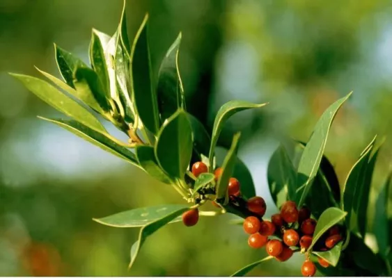 Infoabende für Kindergarteneltern - Süße Beeren, aber welche sind giftig? Bild: Infoabende für Kindergarteneltern - Süße Beeren, aber welche sind giftig?