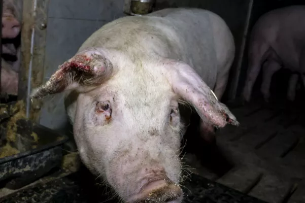 Bild: Bildmaterial belegt Tierquälerei von Schweinen in 7 Westfleisch Zulieferbetrieben - einer ist in Kalletal