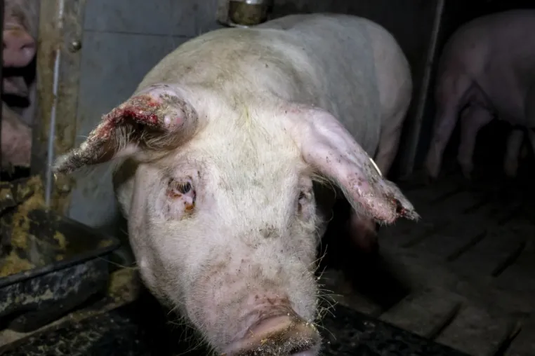 Bildmaterial belegt Tierquälerei von Schweinen in 7 Westfleisch Zulieferbetrieben - einer ist in Kalletal Bild: Bildmaterial belegt Tierquälerei von Schweinen in 7 Westfleisch Zulieferbetrieben - einer ist in Kalletal