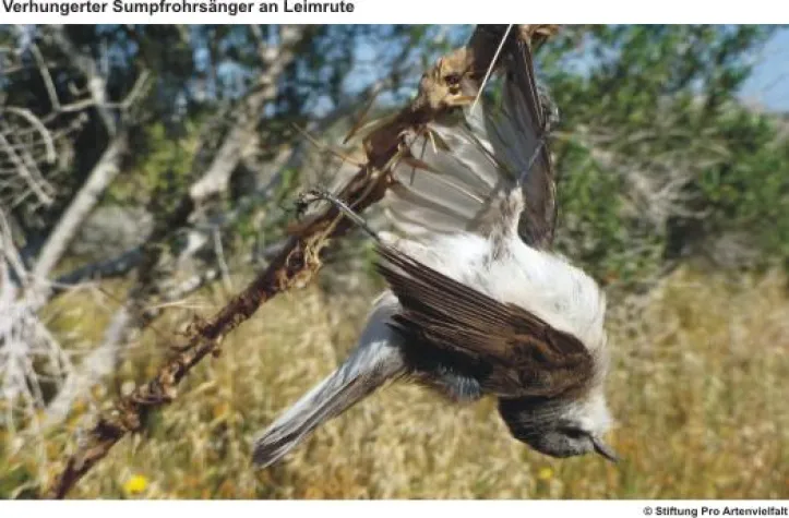 Bild: Abschlussbericht Vogelschutzcamp Zypern Frühjahr 2012 - Bonn, D / Bielefeld, D / Basel, CH / Larnaca, CY
