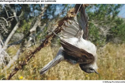 Bild: Abschlussbericht Vogelschutzcamp Zypern Frühjahr 2012 - Bonn, D / Bielefeld, D / Basel, CH / Larnaca, CY