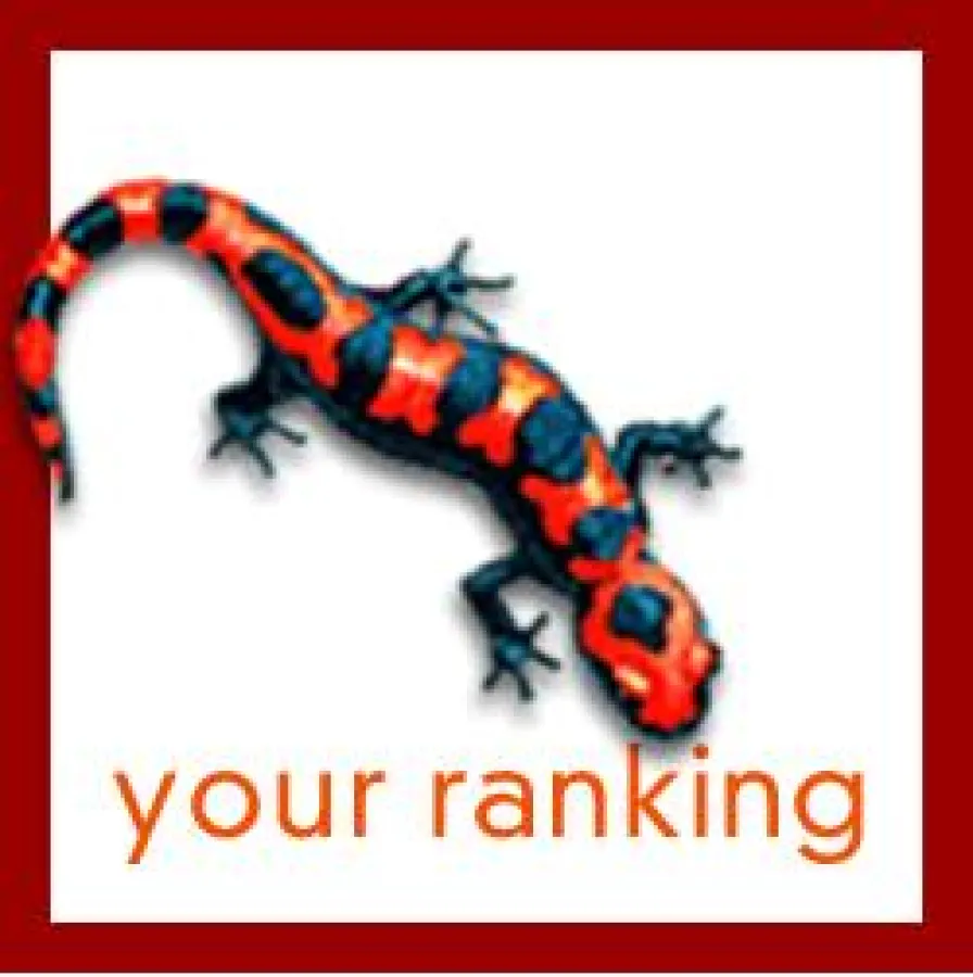 Suchmaschinenotpimierungauf Erfolgsbasis