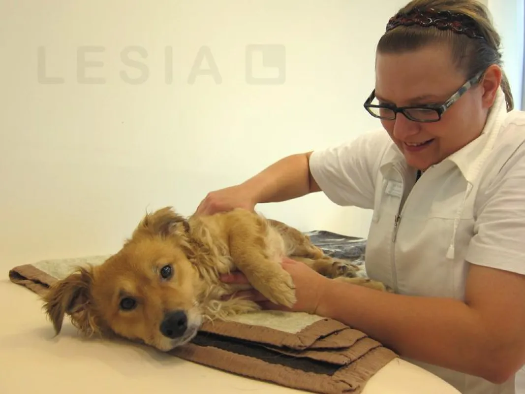 Hier wird Hund Tobi von der Physiotherapeutin Yvonne Christophori manuell therapiert.