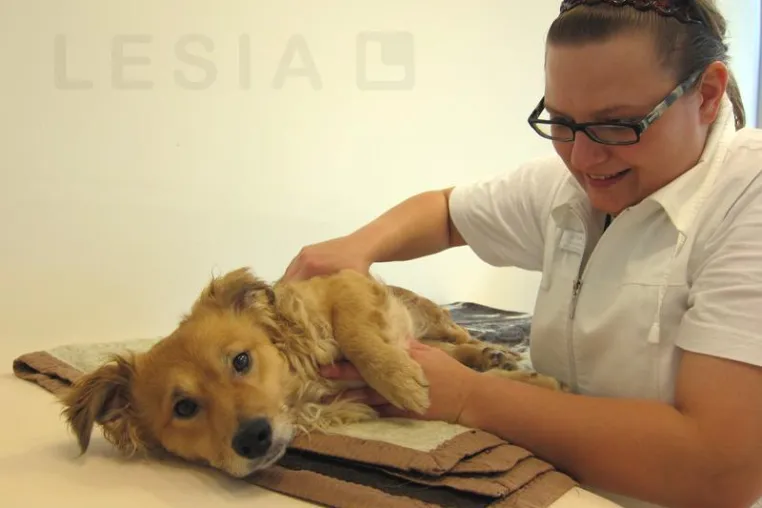 Bild: Der älter werdende Hund: Physiotherapie als effektive Behandlungsmethode