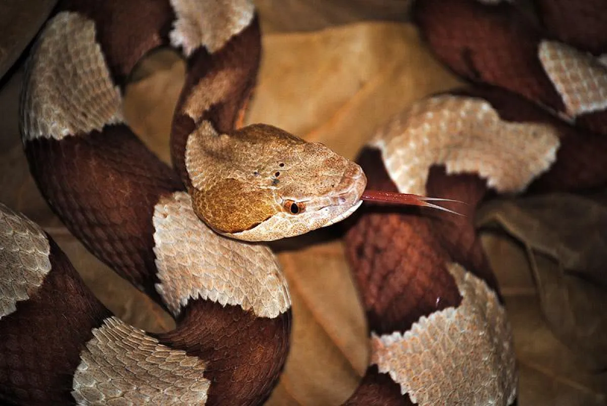 Eine der Kupferköpfe in der Obhut der Reptilienauffangstation.