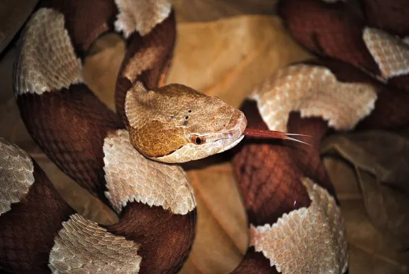 Unbekannter setzt elf Giftschlangen vor Zoohandlung aus Bild: Unbekannter setzt elf Giftschlangen vor Zoohandlung aus