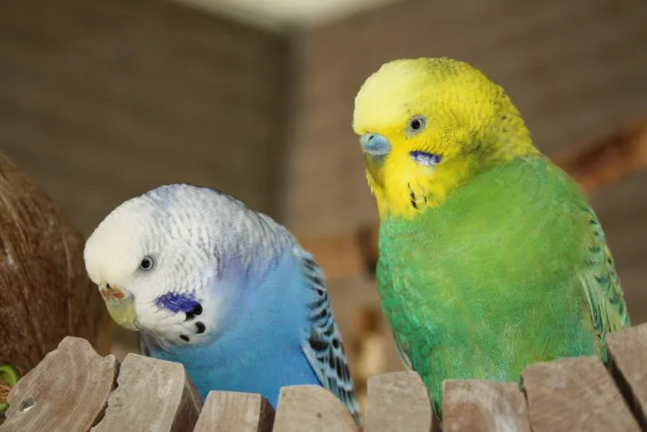 Bild: "Tierische Freundschaft"? Warum Hunde und Katzen für Wellensittiche gefährlich sein können