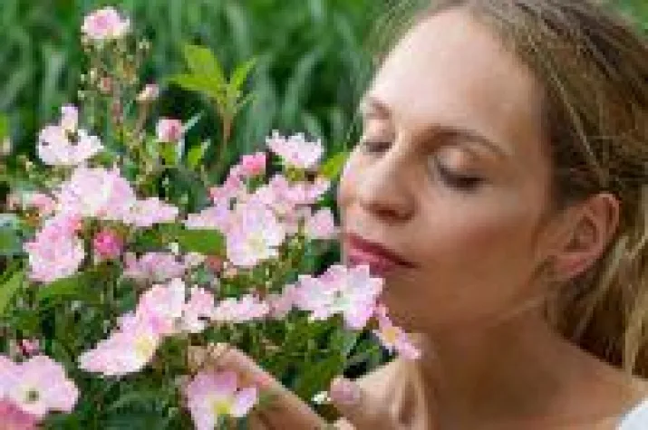 Bild: Neuheit Rosy Boom® mit zahlreichen Blüten