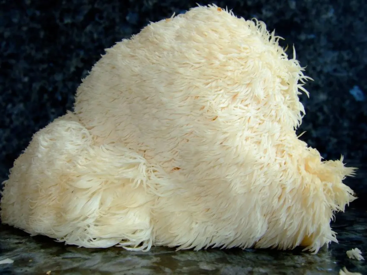 Extrakte aus Medizinalpilzen - hier der Igelstachelbart (Hericium erinaceum) sind wirkungsvoller als Pilzpulver