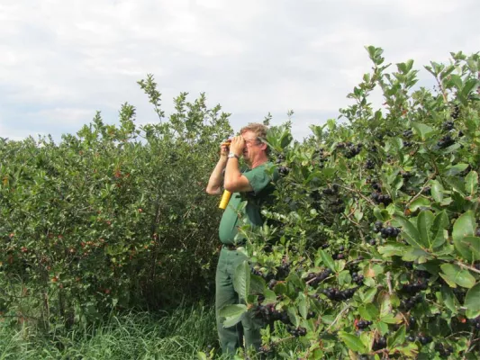 Bild: Früher Ernteauftakt für die Aroniabeere - Europas größte Aronia-Plantage erntet am 09.August mit Jens Weißflog