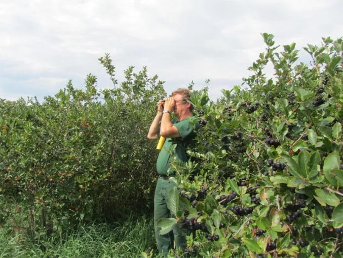 Bild: Früher Ernteauftakt für die Aroniabeere - Europas größte Aronia-Plantage erntet am 09.August mit Jens Weißflog