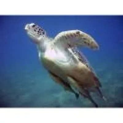 Bild: Gehen Sie mit Scuba24.de und Aquaactive auf Tauchsafari