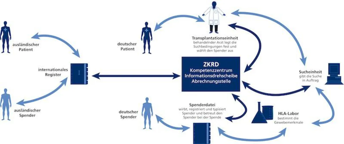ZKRD koordiniert alle Abläufe - von der Spendersuche über die Spenderauswahl bis zur Transplantation
