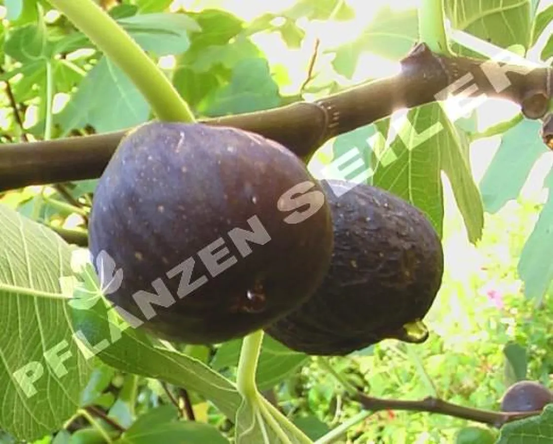 Ein Feigenbaum für das Leben - als Lebensbaum