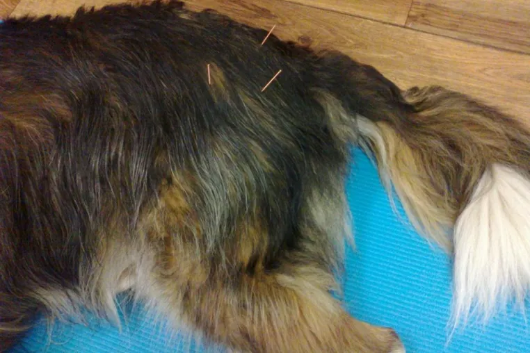 Akupunktur für den Hund – Punktgenaue Schmerztherapie Bild: Akupunktur für den Hund – Punktgenaue Schmerztherapie