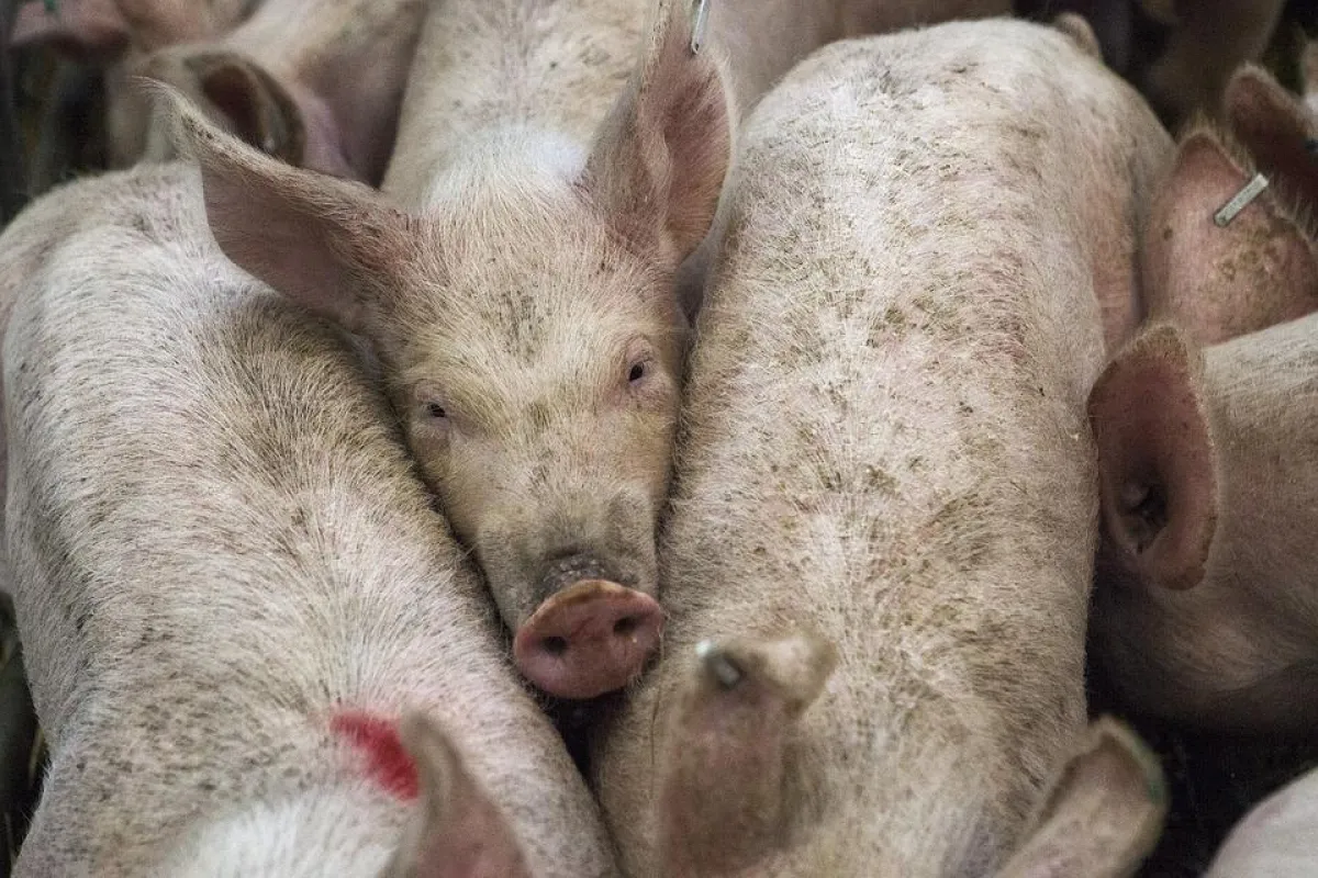 Schweine in Massentierhaltung