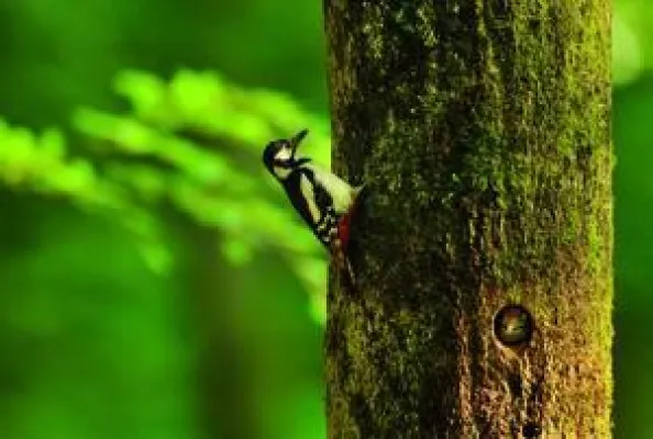 Bild: Wald als Lebensraum für Menschen, Tiere und Pflanzen - Tagung 3. - 5. Februar 2017, Ev. Akademie Villigst