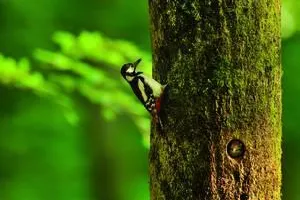 Bild: Wald als Lebensraum für Menschen, Tiere und Pflanzen - Tagung 3. - 5. Februar 2017, Ev. Akademie Villigst