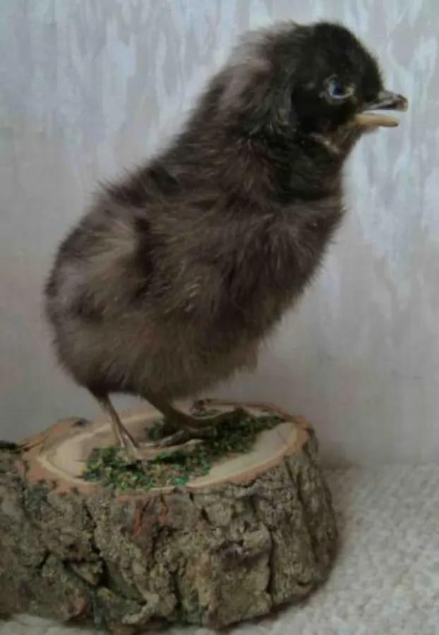 Das Foto zeigt ein Hahnenküken das während eines Fachkursus zum Schnabelkürzen verendete. © AGfaN