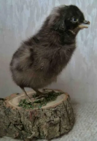 Bild: Tierschutz: Bedeutsamer Paradigmenwechsel in NRW