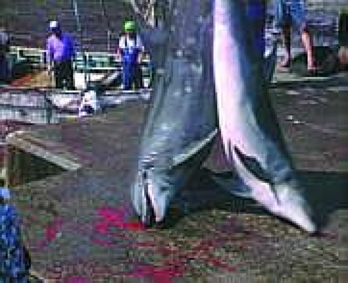 Getötete Taiji-Delfine