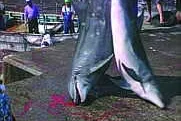 Ex-TV-Trainer von Flipper verhindert japanischen Delfinexport in die Dominikanische Republik Bild: Ex-TV-Trainer von Flipper verhindert japanischen Delfinexport in die Dominikanische Republik