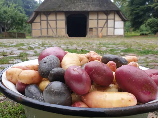 Bild: Kartoffelfest mit Sortenvielfalt und Living History im Freilichtmuseum am Kiekeberg bei Hamburg