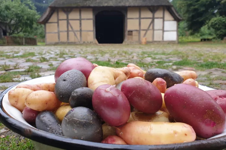 Bild: Kartoffelfest mit Sortenvielfalt und Living History im Freilichtmuseum am Kiekeberg bei Hamburg
