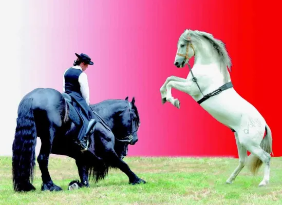 Bild: Pferd & Musik - Pferdehowveranstaltung in Bad Schmiedeberg