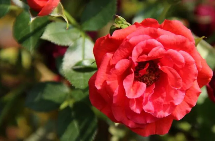 Bild: Die schönsten Rosen für Balkon und Terrasse –mit DoctorPlant gelingt es sicher