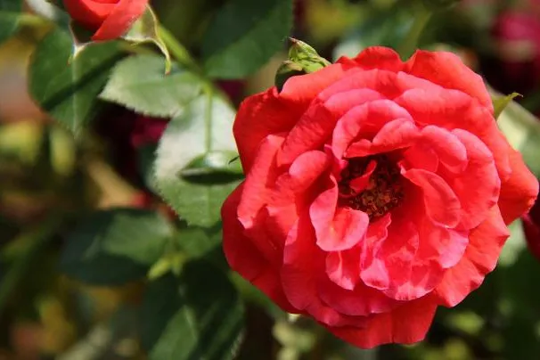 Bild: Die schönsten Rosen für Balkon und Terrasse –mit DoctorPlant gelingt es sicher